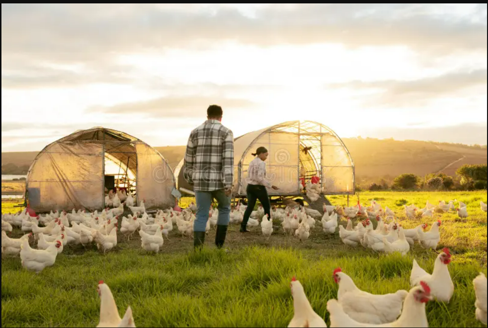 Poultry & Agriculture